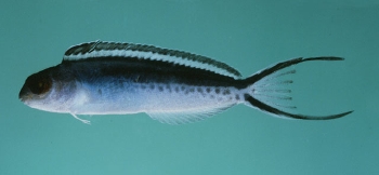  Meiacanthus procne (Swallowtail Fangblenny)